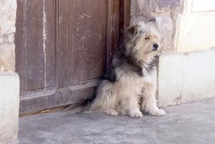 Framed Print : Argentina, Jujuy, Tilcara, street dog Framed Print : Argentina, Jujuy, Tilcara, street dog