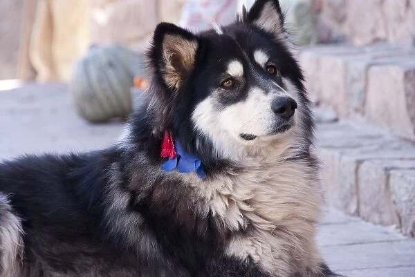 Argentina, Jujuy, Tilcara, street dog with collar