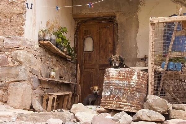 Argentina, Jujuy, Tilcara, street dogs at the entrance of an adobe house