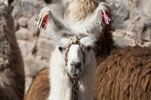 Argentina, Jujuy, Tilcara, traditional llama brand with cotton flowers