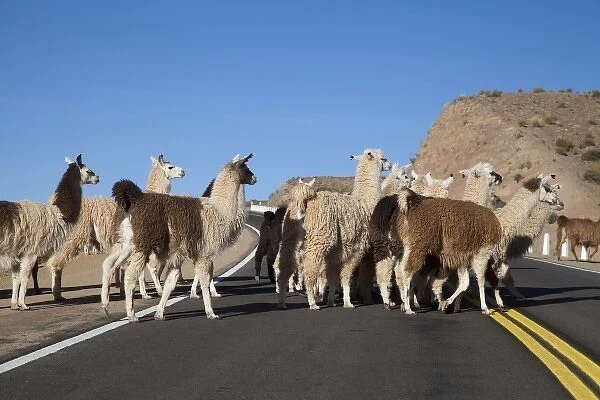 Argentina, Jujuy, Yavi, llama herd crossing a highway