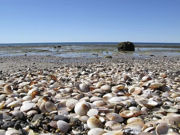 Argentina, Las Grutas. Seashells on the rocky shore at low tide