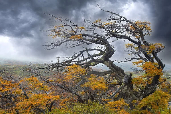 Argentina, Patagonia. Fierce winds have shaped these trees