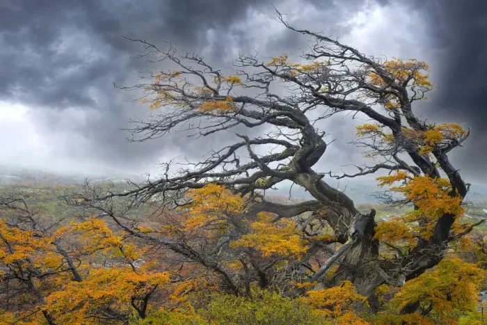Framed Print : Argentina, Patagonia. Fierce winds have shaped these trees Framed Print : Argentina, Patagonia. Fierce winds have shaped these trees