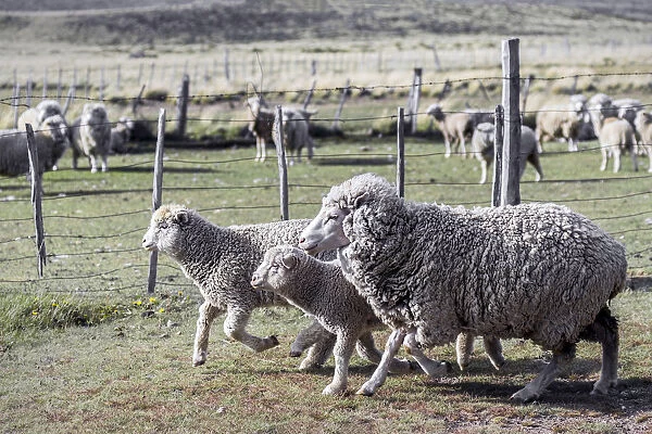 Argentina, Patagonia, South America. Three sheep on an estancia walk by other sheep