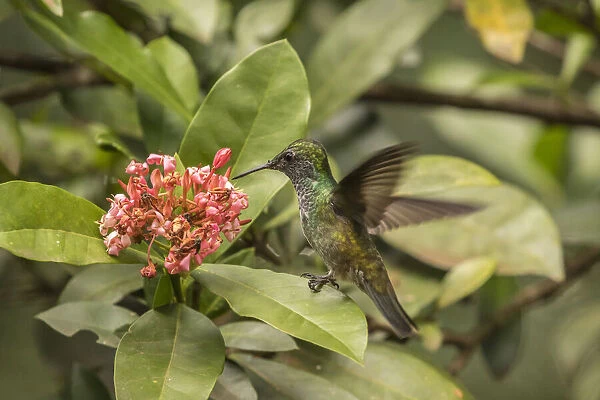 Argentina, Puerto Iguazu, Jardin de los Picaflores. Versicolored emerald hummingbird