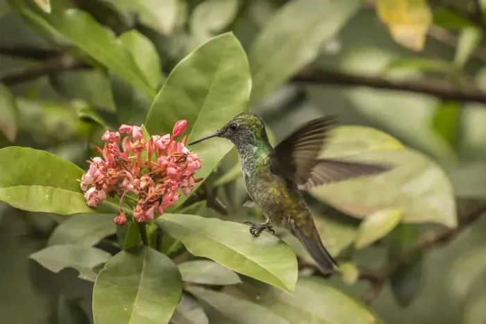 Framed Print : Argentina, Puerto Iguazu, Jardin de los Picaflores. Versicolored emerald hummingbird Framed Print : Argentina, Puerto Iguazu, Jardin de los Picaflores. Versicolored emerald hummingbird