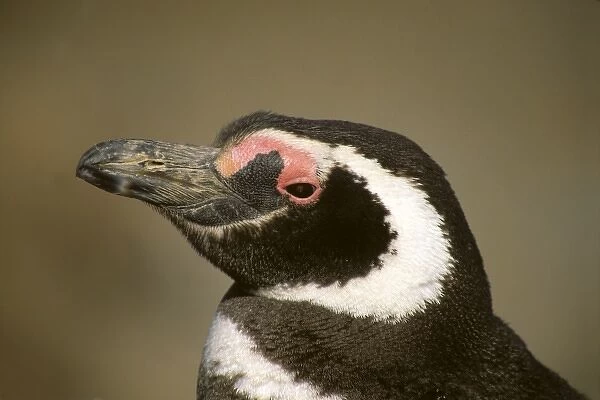 Argentina, Punta Tombo, Chubut Province. Seasonal nesting grounds of the Magellenic Penguins