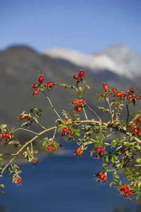 Framed Print : Argentina, Rio Negro Province, Villa Mascardi. Wild Rose Hips (Rosa muschata)