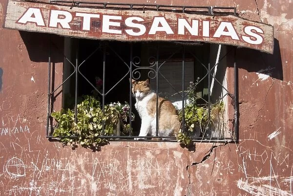 Argentina, Salta, Iruya, cat at a window