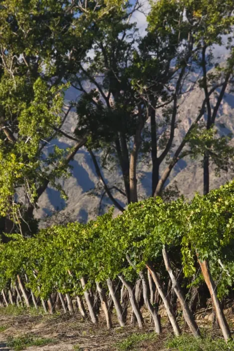 Framed Print : ARGENTINA, Salta Province, Cafayate. Vineyard view, morning Framed Print : ARGENTINA, Salta Province, Cafayate. Vineyard view, morning