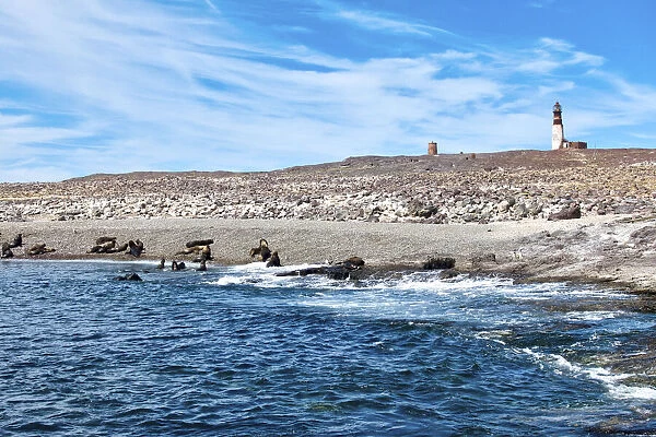 Argentina, Santa Cruz. Puerto Deseado, Isla Pinguino (Penguin Island), sea lions