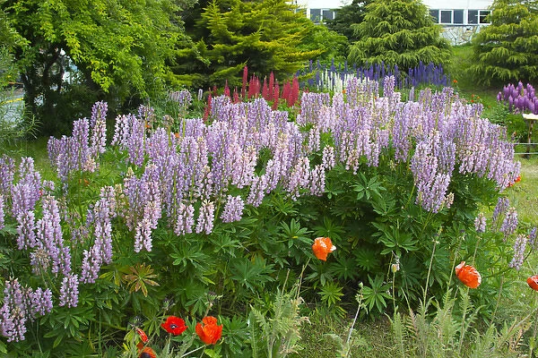 Argentina. Tierra del Fuego. Ushuaia. Flowers in the garden of the Govenors cottage