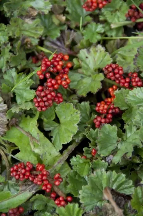 Framed Print : Argentina, Ushuaia. Tiny red berries cover the tundra floor Framed Print : Argentina, Ushuaia. Tiny red berries cover the tundra floor