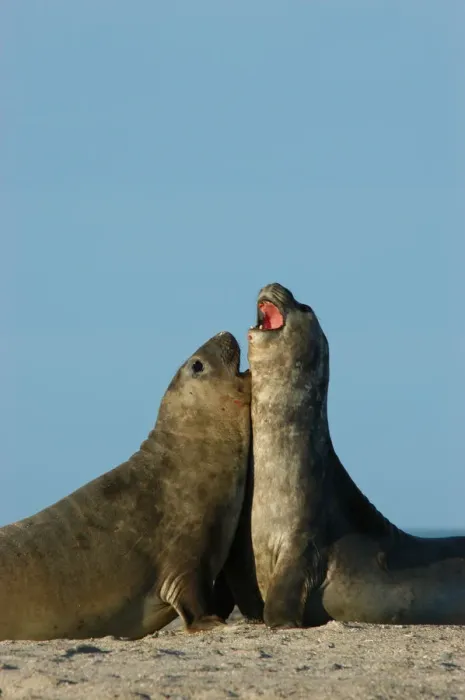Framed Print : Argentina: Valdes Peninsula, Patagonia, pair of Punta Delgada, Southern elephant seals Framed Print : Argentina: Valdes Peninsula, Patagonia, pair of Punta Delgada, Southern elephant seals
