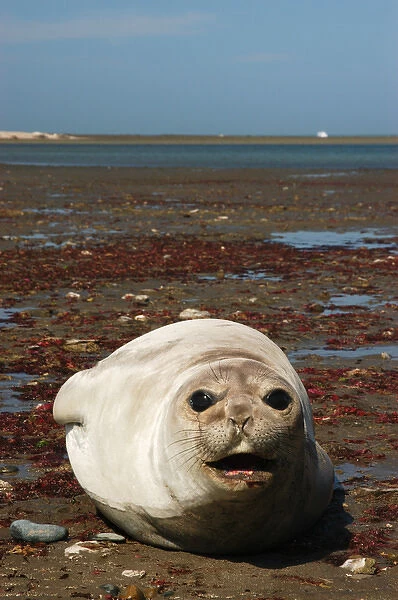 Argentina: Valdes Peninsula, Patagonia, Punta Delgada, Southern elephant seal(Mirounga