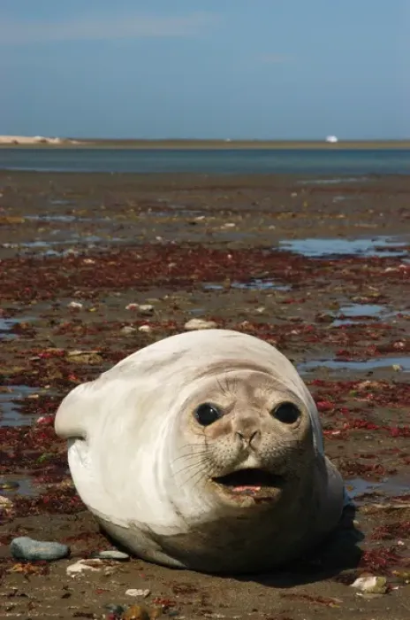 Framed Print : Argentina: Valdes Peninsula, Patagonia, Punta Delgada, Southern elephant seal(Mirounga Framed Print : Argentina: Valdes Peninsula, Patagonia, Punta Delgada, Southern elephant seal(Mirounga