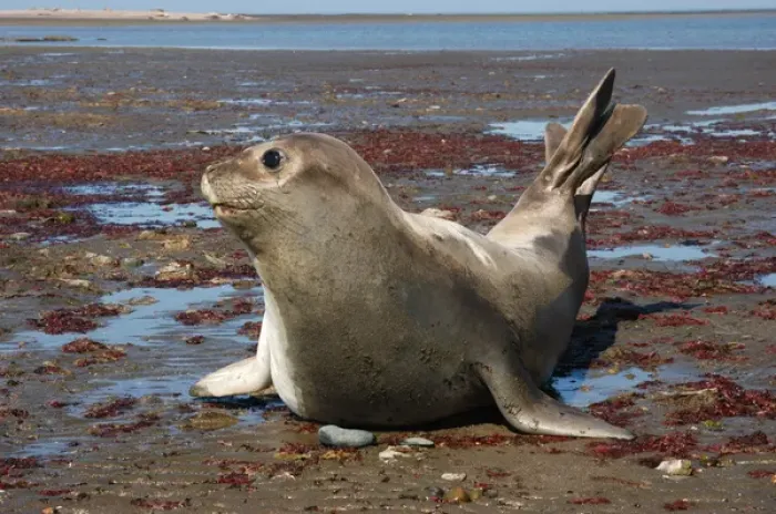 Framed Print : Argentina: Valdes Peninsula, Patagonia, Punta Delgada, Southern elephant seal(Mirounga
