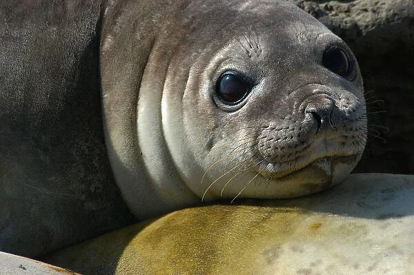 Argentina: Valdes Peninsula, Patagonia, Punta Delgada, Southern elephant seals (Mirounga leonina)