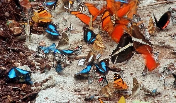 Argentine butterflies drinking near stream