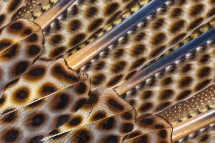 Framed Print : Argus Pheasant Wing Feather design with patterns with spots Framed Print : Argus Pheasant Wing Feather design with patterns with spots