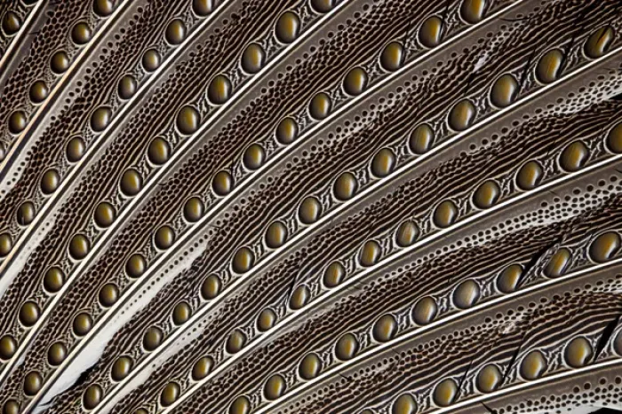 Framed Print : Argus Pheasant Wing Feather design with patterns with spots