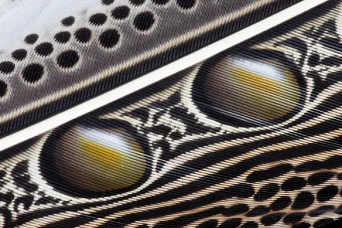 Framed Print : Argus Pheasant Wing Feather design with patterns with spots Framed Print : Argus Pheasant Wing Feather design with patterns with spots