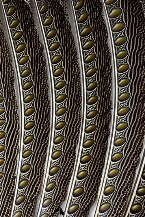 Framed Print : Argus Pheasant Wing Feather design with patterns with spots Framed Print : Argus Pheasant Wing Feather design with patterns with spots