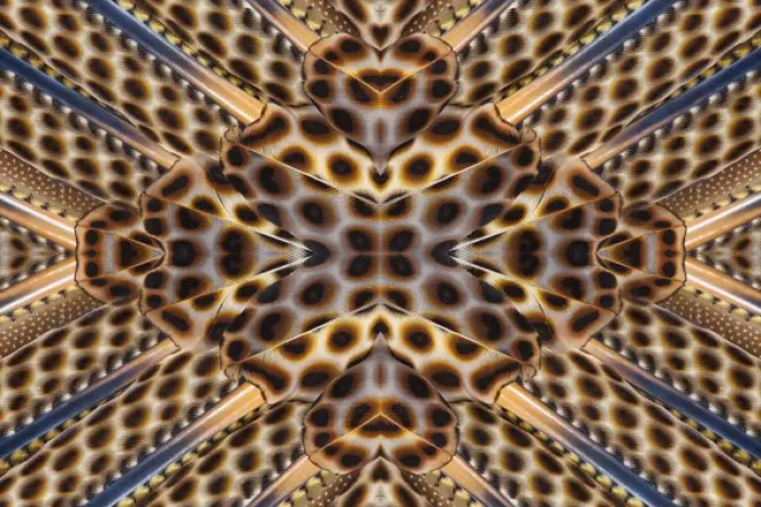 Framed Print : Argus Pheasant Wing Feather design with patterns with spots Framed Print : Argus Pheasant Wing Feather design with patterns with spots