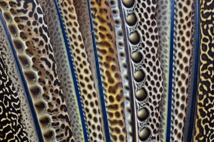 Framed Print : Argus Pheasant Wing Feathers Fanned out Framed Print : Argus Pheasant Wing Feathers Fanned out