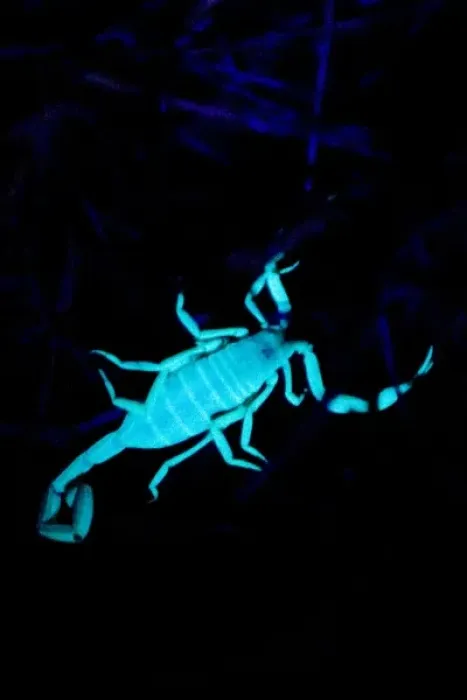 Framed Print : Arizona bark scorpion, Centruroides exilicauda, glowing in UV light, Grand Canyon National Park Framed Print : Arizona bark scorpion, Centruroides exilicauda, glowing in UV light, Grand Canyon National Park