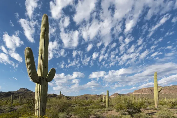 Framed Print : Arizona. Clouds spread across a blue sky above saguaro cactus in Organ Pipe National Framed Print : Arizona. Clouds spread across a blue sky above saguaro cactus in Organ Pipe National