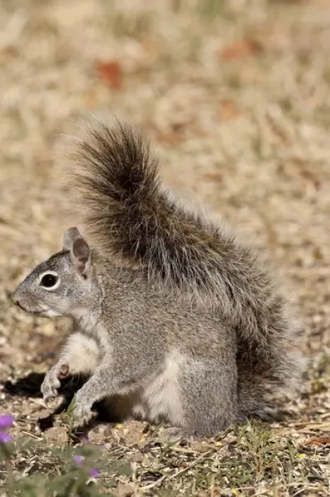 Framed Print : Arizona Gray Squirrel Sciurus arizonensis SE Arizona