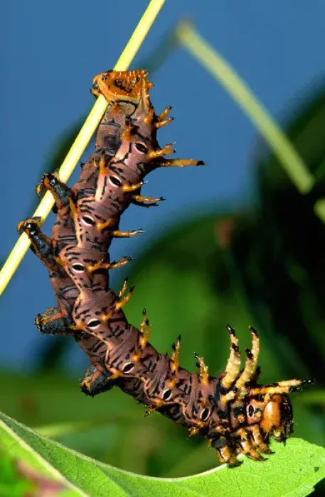 Framed Print : Arizona Horned Devil Moth Caterpillar Citheronia splendens arizonensis Framed Print : Arizona Horned Devil Moth Caterpillar Citheronia splendens arizonensis