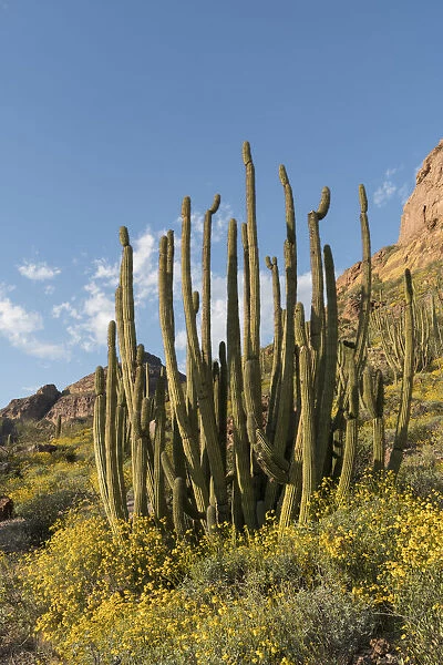 Arizona. A landscape of Organ pipe cactus and blooming Brittlebush in Organ Pipe National