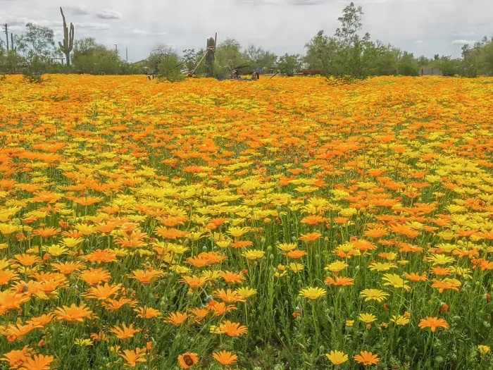 Framed Print : Arizona, Mesa. Field of flowering African Daisies