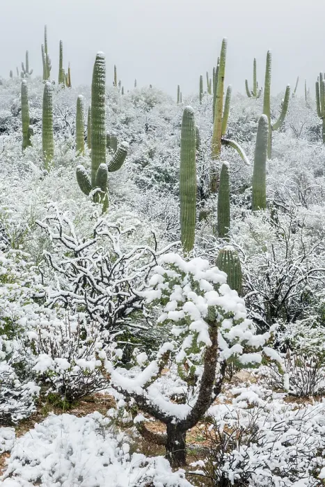 Framed Print : Arizona, Pima County. Sonoran Desert with snow