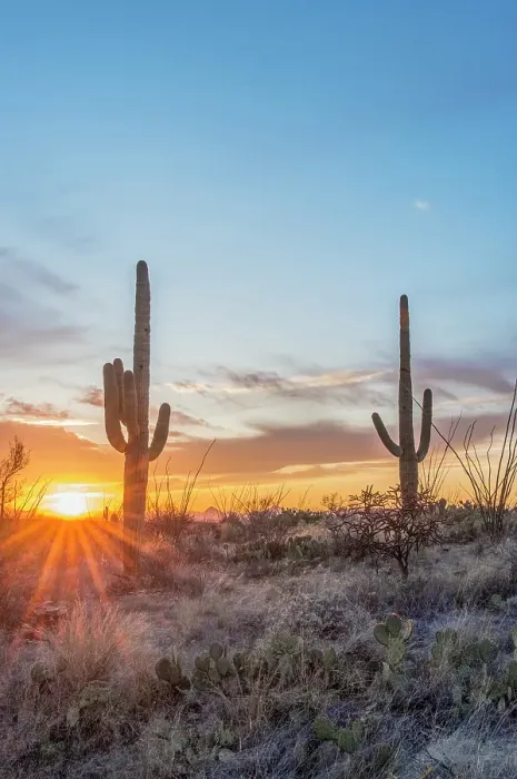 Framed Print : Arizona, Saguaro National Park. Saguaro sunset Framed Print : Arizona, Saguaro National Park. Saguaro sunset