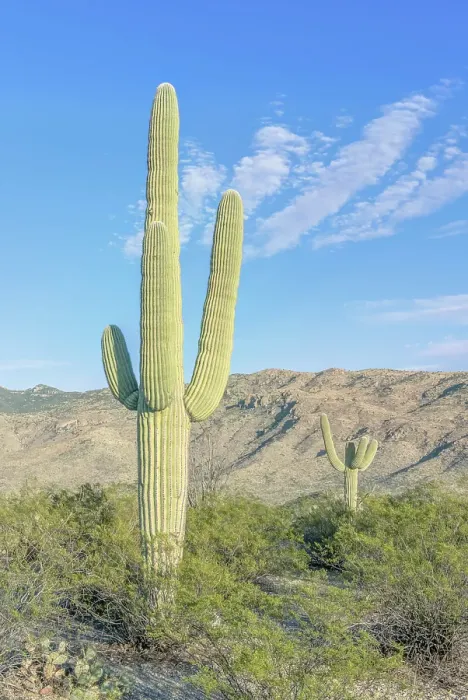 Framed Print : Arizona, Saguaro National Park. Sonoran Desert