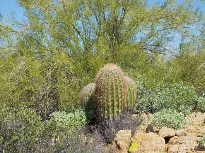 Framed Print : Arizona, Sonoran Desert, Tonto National Forest. Fishhook cactus and Palo Verde tree Framed Print : Arizona, Sonoran Desert, Tonto National Forest. Fishhook cactus and Palo Verde tree