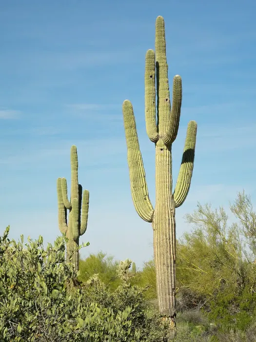 Framed Print : Arizona, Sonoran Desert, Tonto National Forest. Multi-armed saguaro cacti scene Framed Print : Arizona, Sonoran Desert, Tonto National Forest. Multi-armed saguaro cacti scene