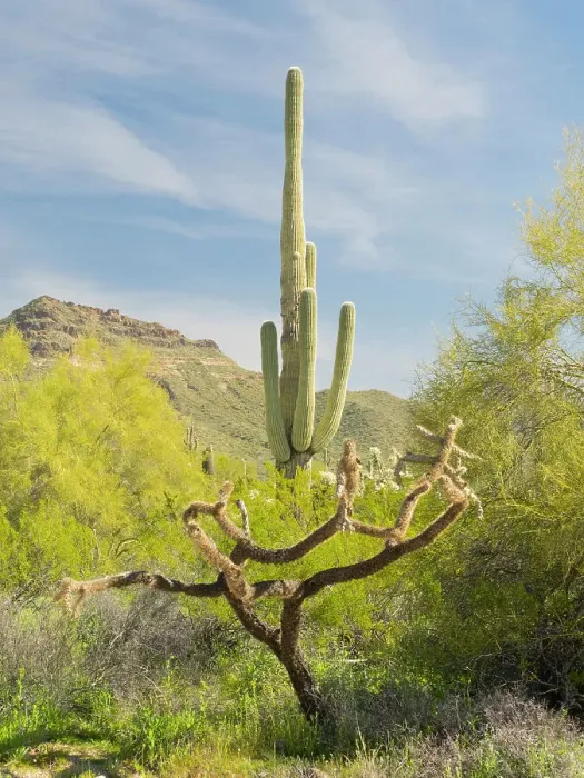 Framed Print : Arizona, Sonoran Desert, Tonto National Forest. Multi-armed old saguaro cactus with chain fruit cholla cactus skeleton Framed Print : Arizona, Sonoran Desert, Tonto National Forest. Multi-armed old saguaro cactus with chain fruit cholla cactus skeleton
