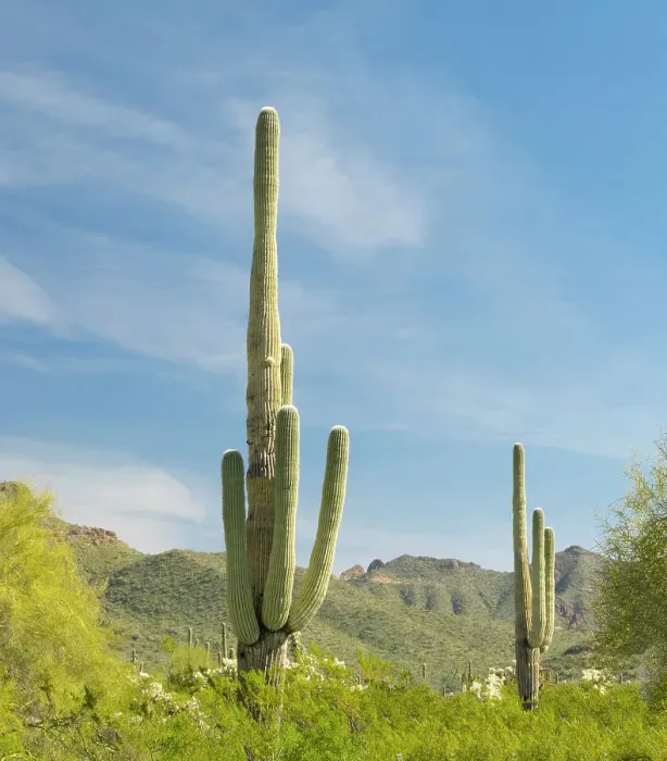 Framed Print : Arizona, Sonoran Desert, Tonto National Forest. Multi-armed saguaro cacti scene Framed Print : Arizona, Sonoran Desert, Tonto National Forest. Multi-armed saguaro cacti scene