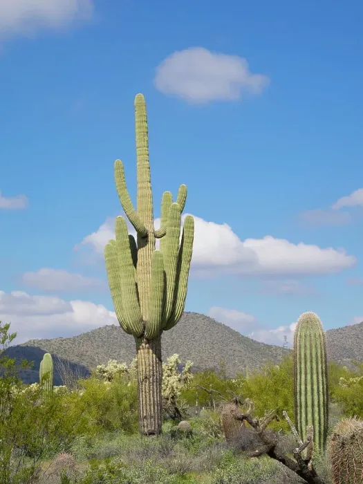 Framed Print : Arizona, Sonoran Desert, Tonto National Forest. Old majestic multi-armed saguaro cactus Framed Print : Arizona, Sonoran Desert, Tonto National Forest. Old majestic multi-armed saguaro cactus