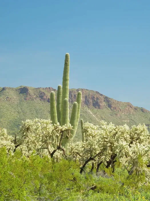 Framed Print : Arizona, Sonoran Desert, Tonto National Forest. Chain fruit cholla and multi-armed saguaro cactus with Pass Mountain Framed Print : Arizona, Sonoran Desert, Tonto National Forest. Chain fruit cholla and multi-armed saguaro cactus with Pass Mountain