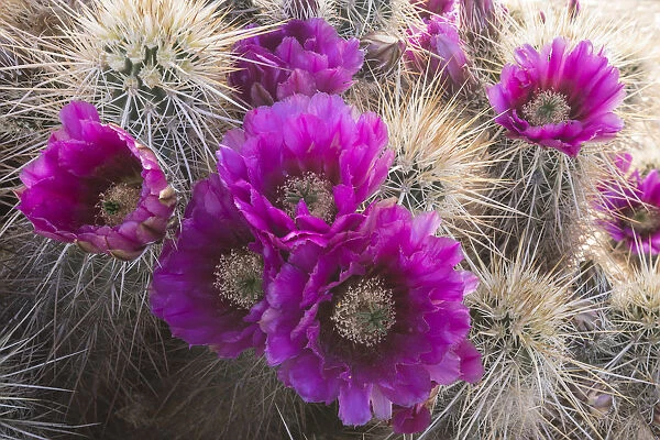 Arizona. Strawberry hedgehog cactus, Echinocereus engelmannii, blooms vibrantly in Spring