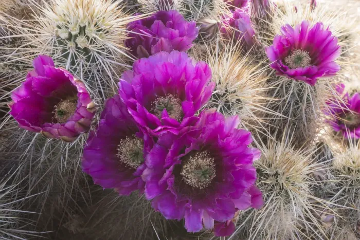 Framed Print : Arizona. Strawberry hedgehog cactus, Echinocereus engelmannii, blooms vibrantly in Spring Framed Print : Arizona. Strawberry hedgehog cactus, Echinocereus engelmannii, blooms vibrantly in Spring