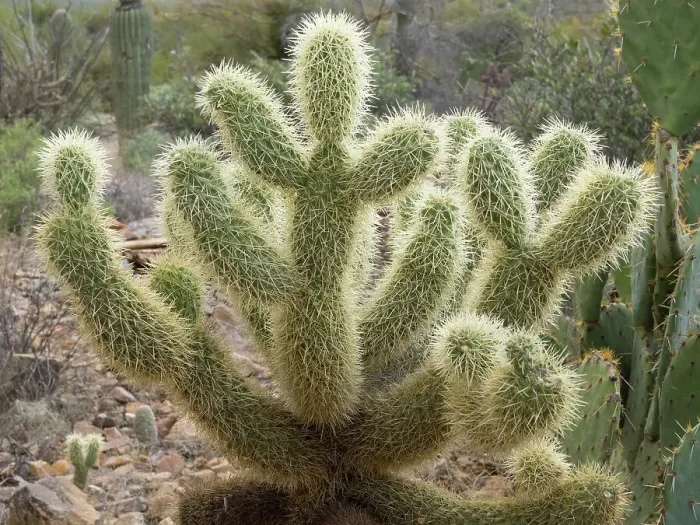Framed Print : Arizona, Tucson, Arizona-Sonora Desert Museum. Jumping cholla cactus Framed Print : Arizona, Tucson, Arizona-Sonora Desert Museum. Jumping cholla cactus
