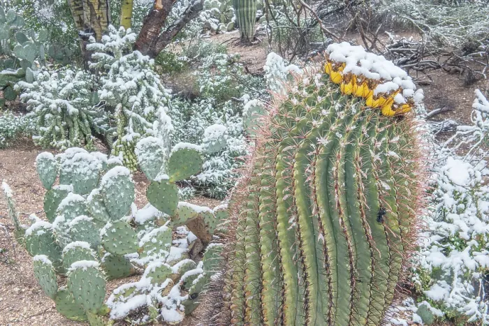 Framed Print : Arizona, Tucson. Snowy cactus garden