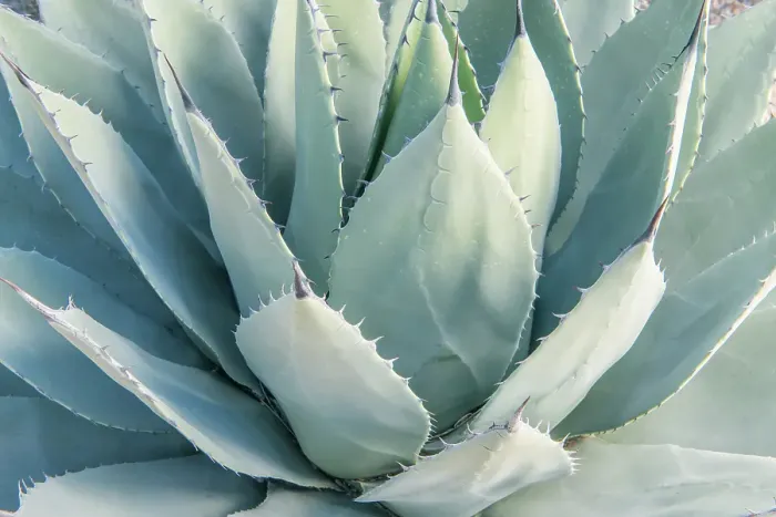 Framed Print : Arizona, Tucson. Tucson Botanical Garden, agave